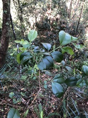 Myrtoideae
