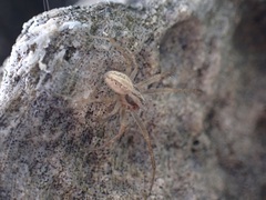 Neoscona theisi