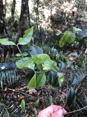 Myrtoideae