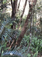 Myrtoideae