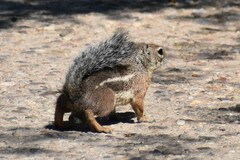 Ammospermophilus harrisii