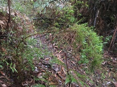 Ozothamnus ferrugineus