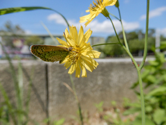 Pseudozizeeria maha okinawana