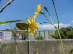 Pseudozizeeria maha okinawana