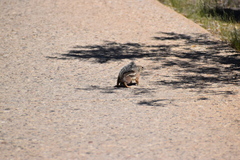 Ammospermophilus harrisii
