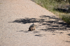 Ammospermophilus harrisii