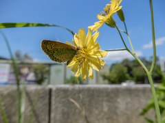 Pseudozizeeria maha okinawana