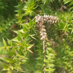 Melaleuca styphelioides