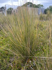 Austrostipa stipoides