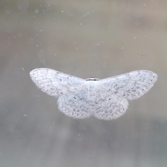 Scopula marginepunctata