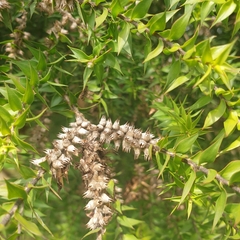 Melaleuca styphelioides