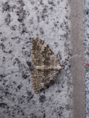 Coenotephria ablutaria