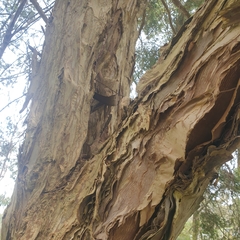 Melaleuca styphelioides