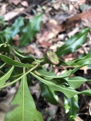 Eupomatia bennettii
