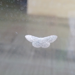 Scopula marginepunctata