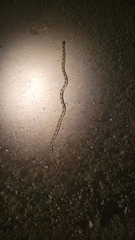 Rhinocheilus lecontei