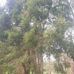 Melaleuca styphelioides