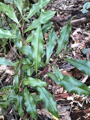 Eupomatia bennettii