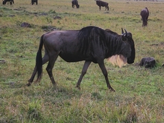 Connochaetes taurinus mearnsi