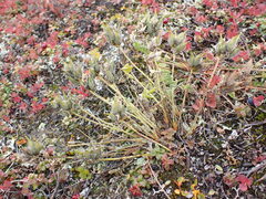 Oxytropis maydelliana
