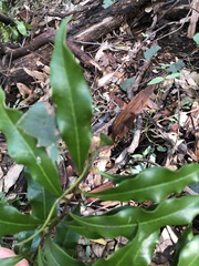 Eupomatia bennettii