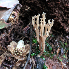 Artomyces austropiperatus