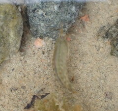 Hyalidae