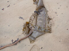Saccharina latissima