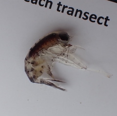 Themisto libellula
