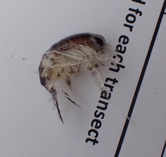 Themisto libellula