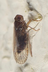 Cixiidae
