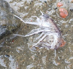 Themisto libellula