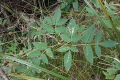 Angelica genuflexa