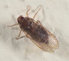 Cixiidae