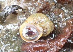Littorina