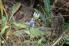 Gentiana sceptrum