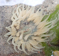 Aulactinia stella