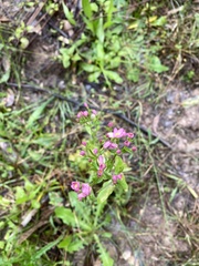 Centaurium tenuiflorum