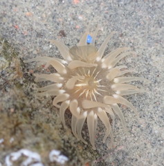 Aulactinia stella