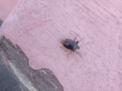 Pentatoma rufipes