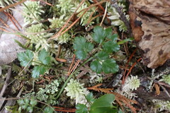 Coptis aspleniifolia