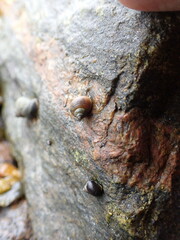 Littorina
