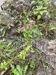 Centaurium tenuiflorum