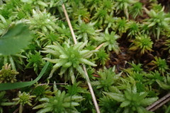 Sphagnum
