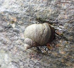 Littorina
