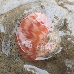 Serripes groenlandicus