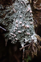 Icmadophila ericetorum