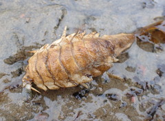 Saduria
