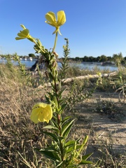 Oenothera stucchii