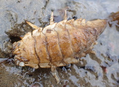 Saduria